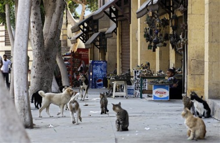 Cats and dogs are seen in the empty streets of the Coptic area of old Cairo on March 26 in  Egypt. 